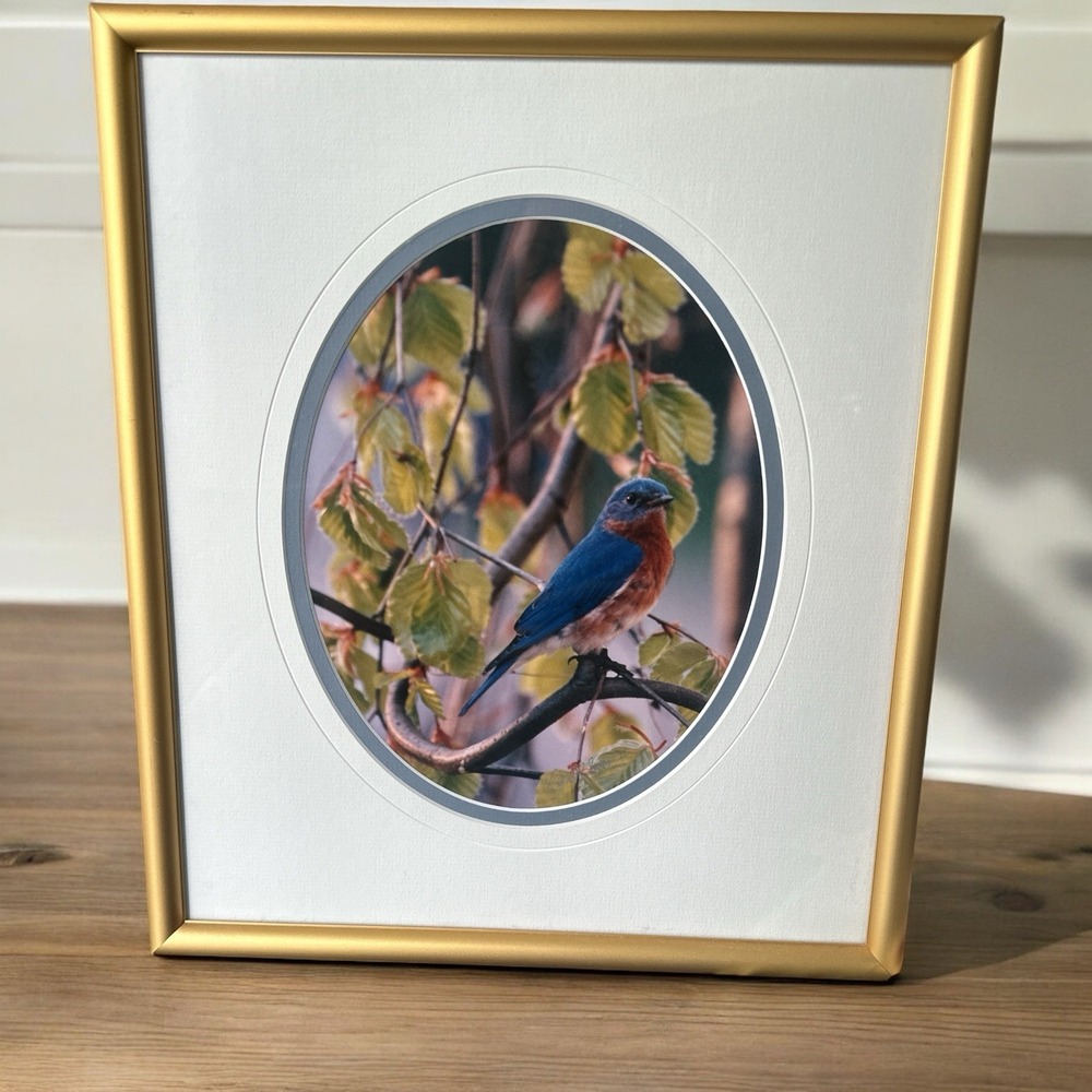 Carl R. Sams II Loon Photo Blue Bird Tree Branch Professionally Framed & Signed